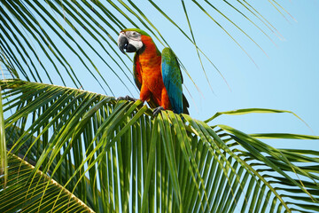 Catalina Macaw parrot bird on the coconut tree.
