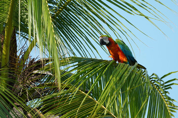 Catalina Macaw parrot bird on the coconut tree.