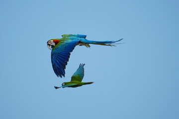 Catalina Macaw parrot bird free flying in sky.