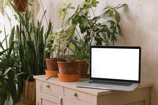 Close-up of an open laptop computer with blank screen on a sideboard with assorted houseplants