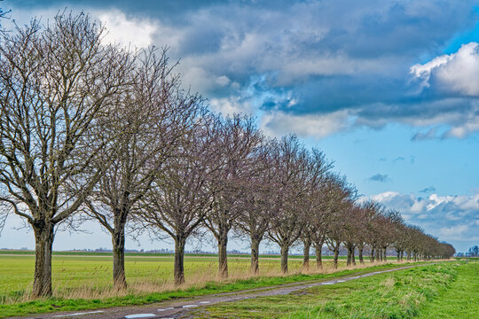 Row of willow trees in a field, East Frisia, Lower Saxony, Germany