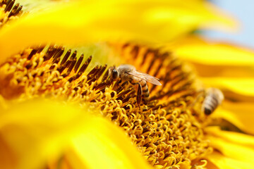 honey bee pollinating sunflower plant on sunny day in spring time