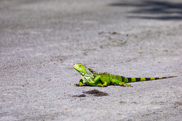 Exotic, invasive Green Iguana on road at Brian Piccolo Park in Florida