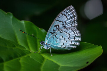 Schmetterling mit Blumenvordergrund