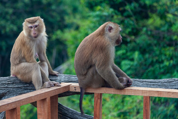 Two chimpanzee monkeys in the forest near the big buddha statue in thailand on phuket island