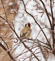 European goldfinch (Carduelis carduelis) perched on a birch after rain in spring.