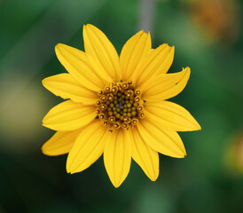 Western Tickseed