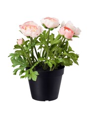 Decor Artificial potted flower Ranunculus pink Green leaves beautiful Living room Bathroom Balcony Modern design Interior element Isolated on white background