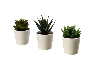Decor Set of three potted artificial flower Succulents Green leaves Beautiful Living room Bathroom Balcony Modern design Interior element Isolated on white background