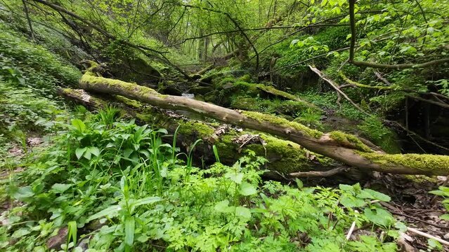 Kleiner Bach flie&szlig;t durch Naturwald im Fr&uuml;hling mit bemoosten Steinen und Totholz