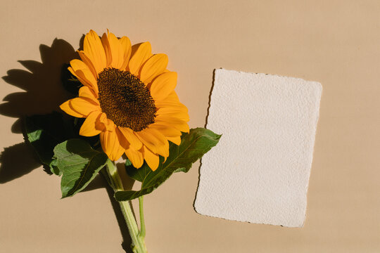 Overhead view of a sunflower next to a blank piece of paper