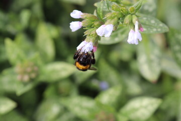Bumblebee in the Springtime