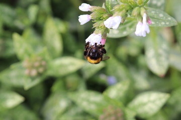 Bumblebee in the Springtime