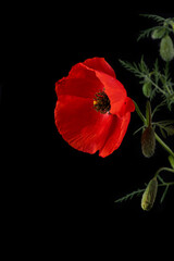 Naklejka premium Red flower of a blooming poppy on a black background