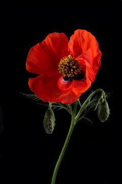 Red flower of a blooming poppy on a black background