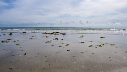 Seaweed on the shore, sandy beach. Minimalistic landscape.