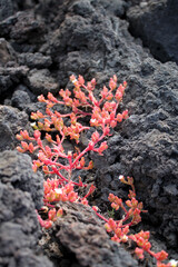Plante grasse sur de la roche volcanique
