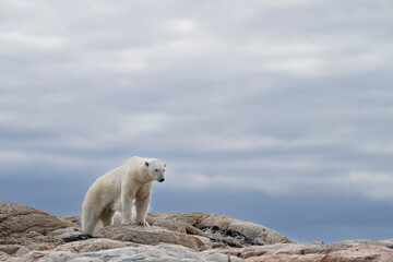 lonely polar bear in summer time on Svalbard