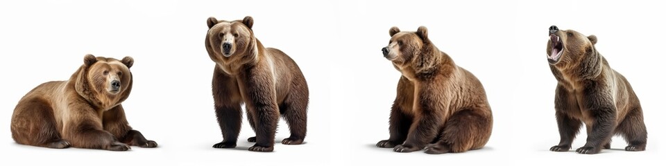 Wildlife animals bears banner panorama long - Collection of standing, sitting, screaming, lying group of brown bear (ursus arctos) , isolated on white background, Generative Ai - obrazy, fototapety, plakaty