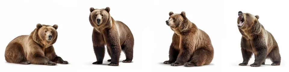 Foto op Aluminium Wildlife animals bears banner panorama long - Collection of standing, sitting, screaming, lying group of brown bear (ursus arctos) , isolated on white background, Generative Ai © Corri Seizinger