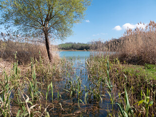 la rigogliosa vegetazione di un lago in primavera