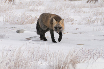 Silver Cross Fox in the snow