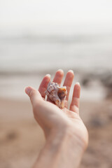 Hand holding a seashell at the beach in the morning