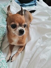 chihuahua puppy on blue background