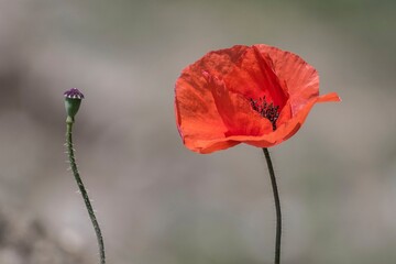 Field of bright red poppy flowers in summer