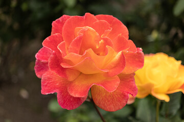 red and yellow rose
