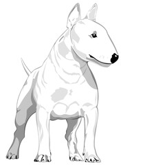 Perro macho de la raza bull terrier adulto de frente muy fuerte blanco y negro en formato vectorial en capas listo para imprimir