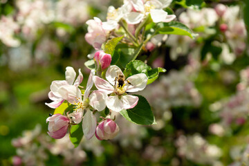 Flowers of apple trees bloom on a branch. Close up shot of blooming apple tree branch in a garden. Blooming apple tree. Spring flowering of trees. Seasonal wallpaper.