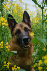 Nature and pets concept. Front view. Close up portrait. Beautiful German Shepherd sits in rapeseed field and smiles. Charming dog in blooming yellow field in flowers in summer or late spring.