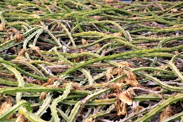 green cactus tendrils with dried cactus flowers