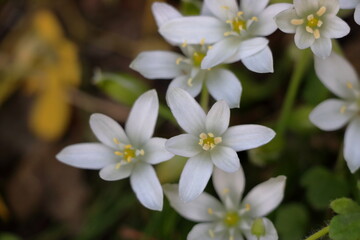 Obraz na płótnie Canvas closeup of white wildflowers