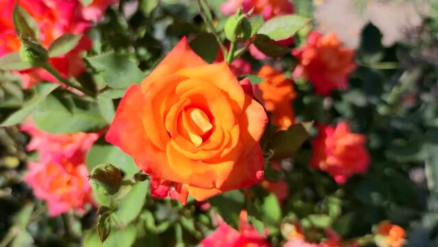 Close-up top view of beautiful orange rose flowers swaying in the wind on flowerbed in a sunny day. Soft focus. Copy space for your text. Ornamental plants theme.