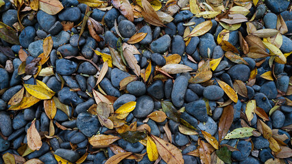 Leaves on blue grey gravel backdrop. Garden pond gravel backdrop. Terrarium natural Sand texture. Gray pebble stone rock texture natural gravel pattern.