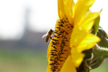 Bee gathering pollen in sunflower field