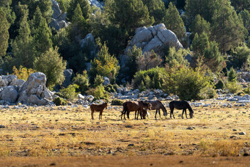 Wild horses (Turkish; Yılkı Atları). İbradı, photos taken in Ormana Eynif plain. Antalya