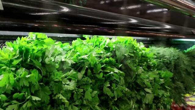 Fresh herbs (cilantro, dill and parsley) on display at grocery store under cooling water steam. Vegetables sprayed with mist water from nozzles. Soft focus. Keeping food fresh theme.