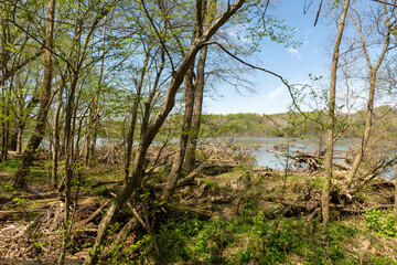 The shore of Potomac River in early spring.