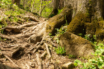 Obraz premium The gnarled root of a tree with a moss covered rock in the foreground in a spring forest.