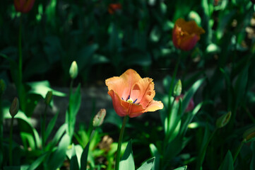 Have a good mood in Tulip farm