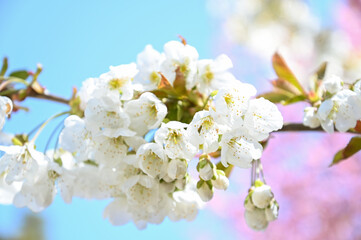 Fototapeta premium Have a good mood in Tulip farm