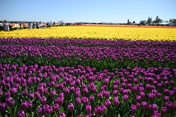 Have a good mood in Tulip farm