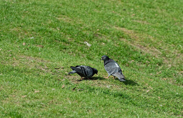 pigeon on the grass