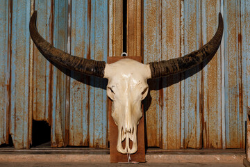 Water buffalo skull with long horns. Rusty blue metal shutter background