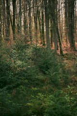 Reforestation concept. Young sprouts of coniferous trees. Small sapling of spruce grows in the forest ground with green moss. Small coniferous tree.