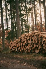 Lumber stored in stacked piles in forest. Close up of wooden logs sorted.