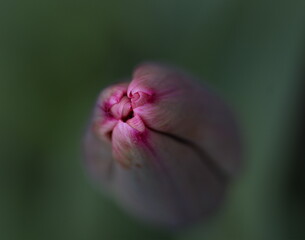 Tulpenblüte am Morgen